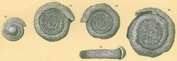 Image of Spirillina tuberculata Brady ex Siddall 1878