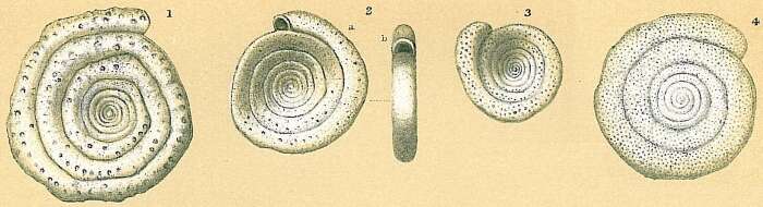 Image of Spirillina vivipara Ehrenberg 1843