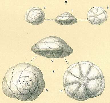 Image of Buccella frigida (Cushman 1922)