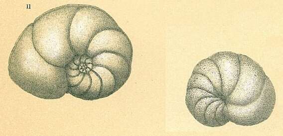 Image of Discorbinella bertheloti (d'Orbigny 1839)