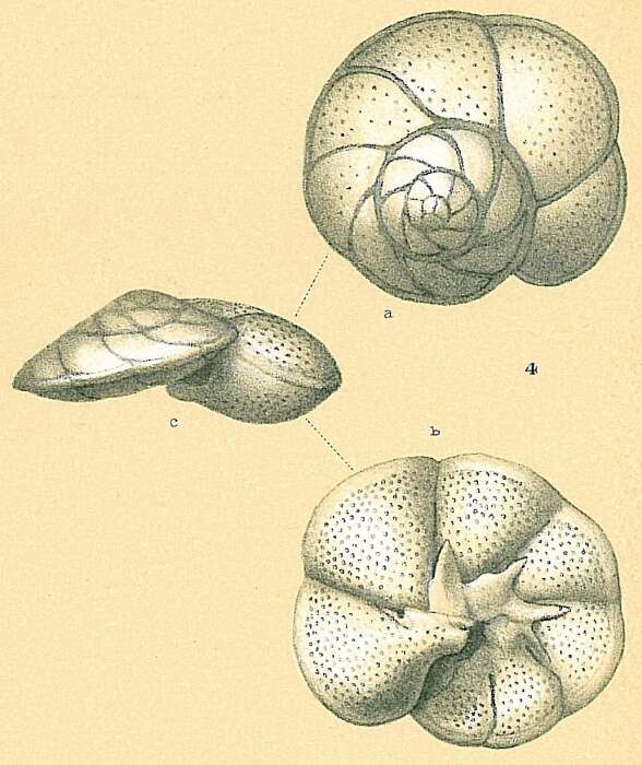 Image of Discorbidae