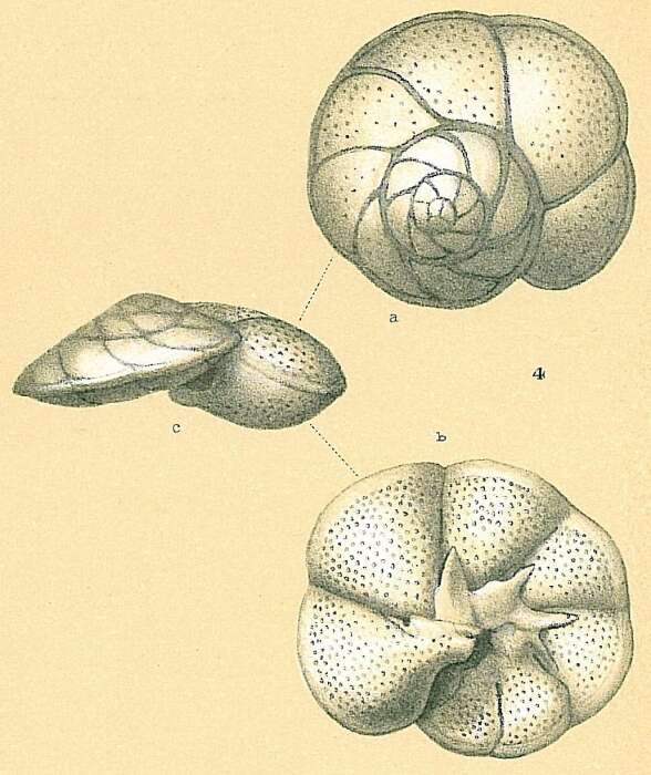 Image of Discorbis Lamarck 1804