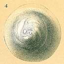 Image of Planodiscorbis circularis (Sidebottom 1918)