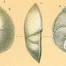 Sivun Planodiscorbis Bermúdez 1952 kuva