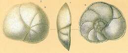 Image of Planodiscorbis Bermúdez 1952