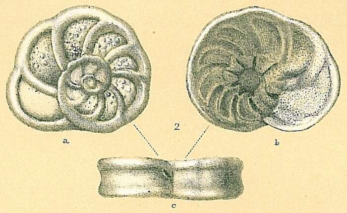 Image of Planulinoides biconcavus (Parker & Jones 1862)