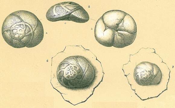 Sivun Rosalina australis (Parr 1932) kuva