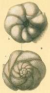 Image of Rosalina eximia (Hantken 1875)