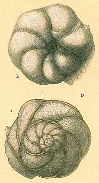 Sivun Rosalina eximia (Hantken 1875) kuva