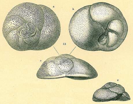 Sivun Rosalina globularis d'Orbigny 1826 kuva