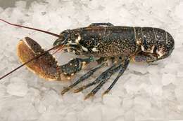 Image of Crayfishes and Lobsters