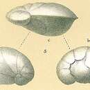 Image of Cancris oblongus (Williamson 1858)