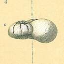 Image of Valvulineria minuta (Schubert 1904)