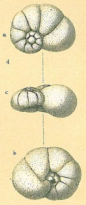 Image of Valvulineria minuta (Schubert 1904)