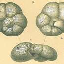 Image of Valvulineria rugosa (d'Orbigny 1839)
