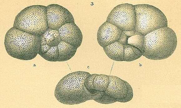 Sivun Valvulineria rugosa (d'Orbigny 1839) kuva