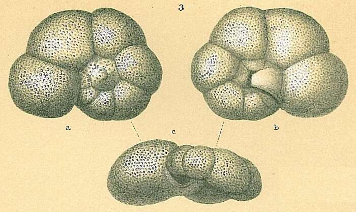 Image of Valvulineria rugosa (d'Orbigny 1839)