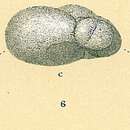 Image of Baggina indica (Cushman 1921)