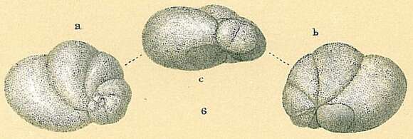 Image of Baggina indica (Cushman 1921)