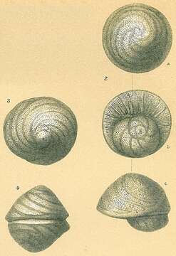 Image of Glabratella australensis (Heron-Allen & Earland 1932)