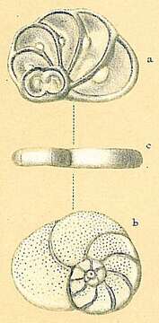 Image of Heronallenia lingulata (Burrows & Holland 1895)