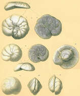 Image of Neoglabratella wiesneri (Parr 1950)