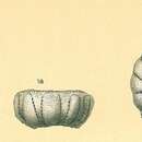 Image of Cymbaloporella tabellaeformis (Brady 1884)