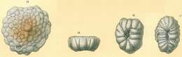 Слика од Cymbaloporella tabellaeformis (Brady 1884)