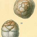 Image de Cymbaloporetta atlantica (Cushman 1934)