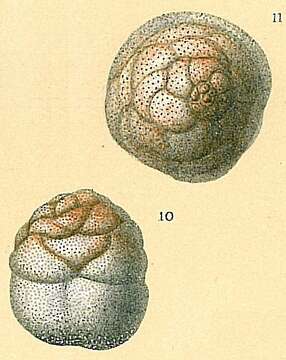 Image of Cymbaloporetta atlantica (Cushman 1934)