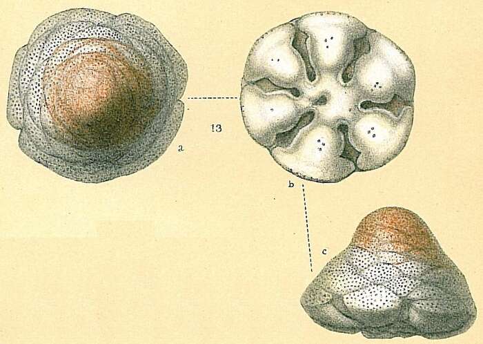 Image of Cymbaloporetta squammosa (d'Orbigny 1839)
