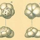 Sivun Ioanella tumidula (Brady 1884) kuva