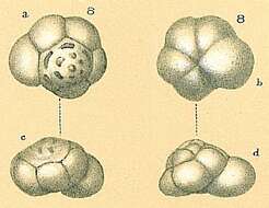 صورة Ioanella tumidula (Brady 1884)