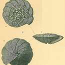 Imagem de Neoeponides margaritifer (Brady 1881)