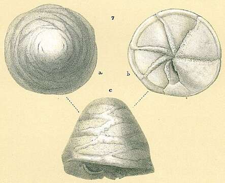 Image of Neoeponides procerus (Brady 1881)