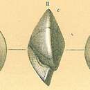 Image of Oridorsalis umbonatus (Reuss 1851)
