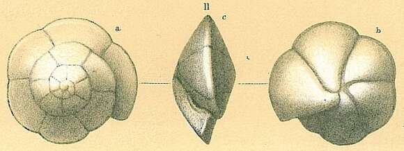 Image of Alabaminidae