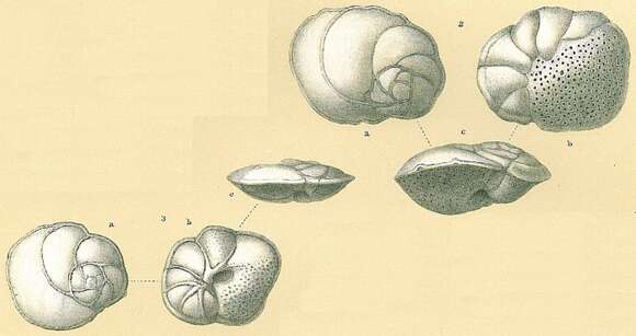 Imagem de Poroeponides lateralis (Terquem 1878)