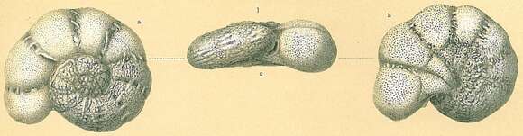 Image of Epistomaroides polystomelloides (Parker & Jones 1865)