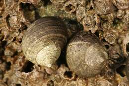 Image of Edible periwinkle