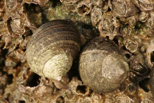 Image of Edible periwinkle