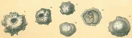 Image of Siphoninoides echinata (Brady 1879)
