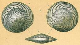 Image de Amphistegina radiata (Fichtel & Moll 1798)