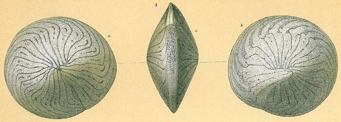 Image de Amphistegina radiata (Fichtel & Moll 1798)