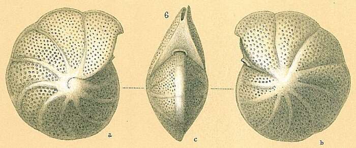 Image of Anomalinella rostrata (Brady 1881)