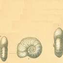 Image of Anomalinoides colligera (Chapman & Parr 1937)