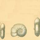 Anomalinoides colligera (Chapman & Parr 1937) resmi