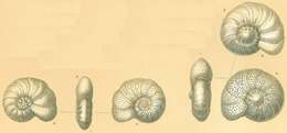 Image of Anomalinidae