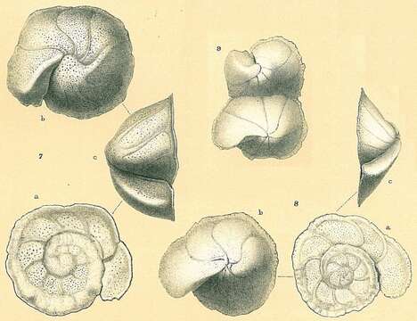 Image of Cibicides refulgens Montfort 1808