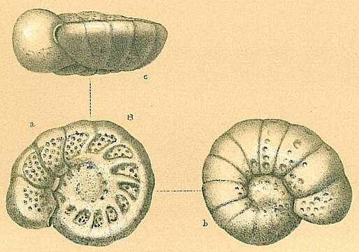 Image of Cibicidoides cicatricosus (Schwager 1866)
